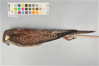 藏品(紅隼)的圖片